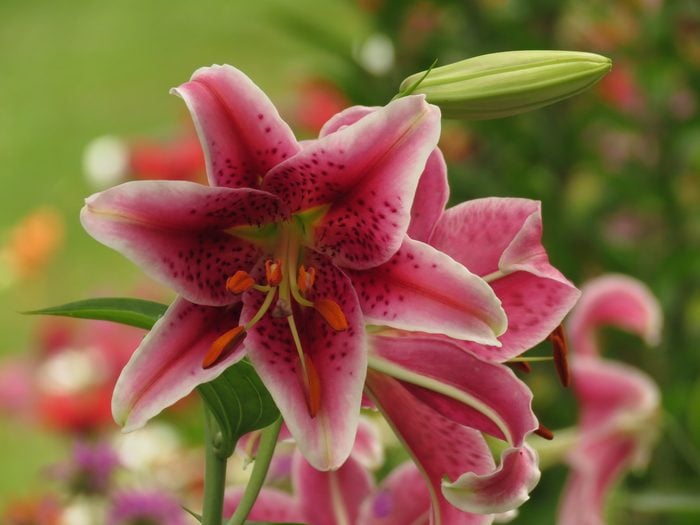251494992 1 Rebecca Granger Bnb Bypc2020, pictures of lilies