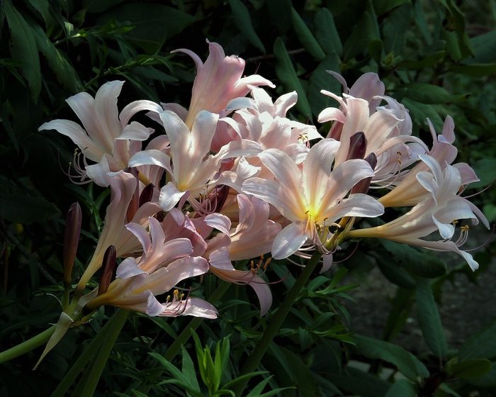 252637646 1 Deanne Kacmar Bnb Bypc2020, pictures of lilies