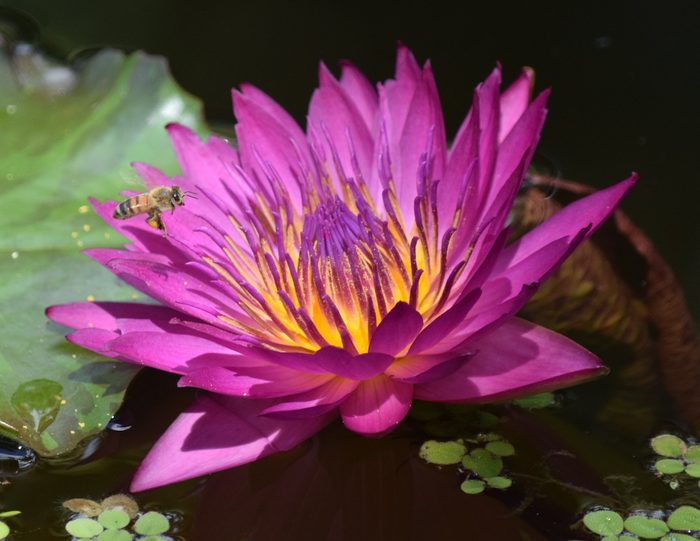 252934166 1 Cindy Lang Bnb Bypc2020, water lily flower