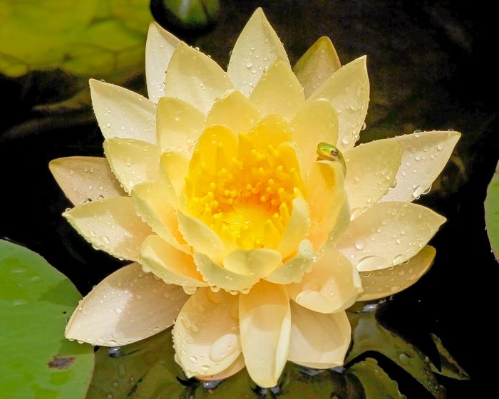254042614 1 Kay Fox Bypc2020, water lily flower