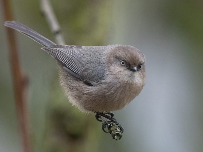 I Have Many Bushtits That Come And Pose At Me Feeders.