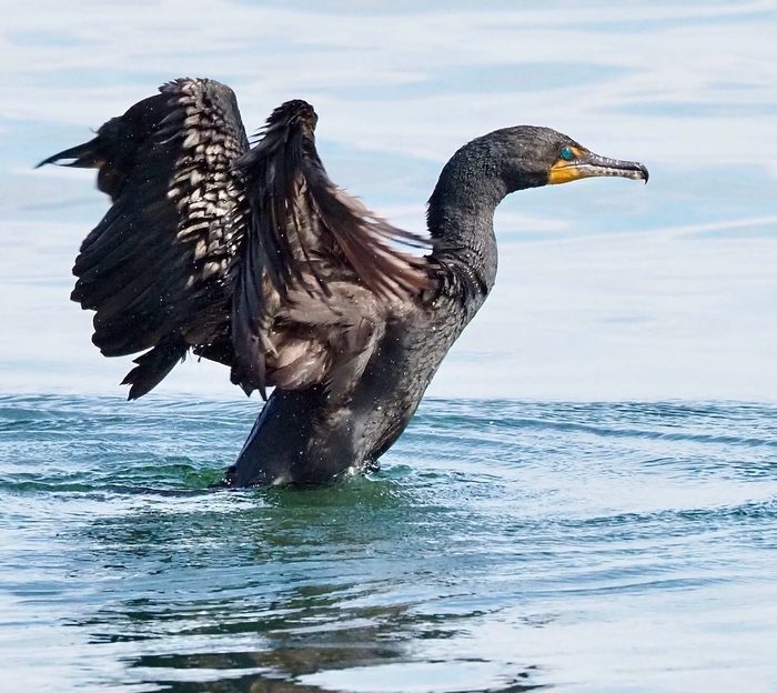 cormorant, water birds