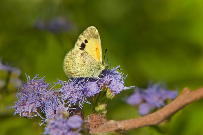 The Dainty Sulphur Nathalis Iole Is The Smallest Of The Sulphur Butterflies And Is Widespread Throughout The West And Southwestern United States