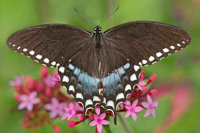 The Spicebush Swallowtail Papilio Trollus Is A Large Showy Butterfly Of North America