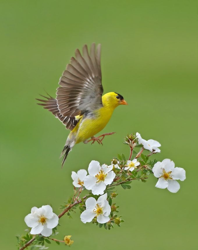 Agoldfinch26 051717 0001