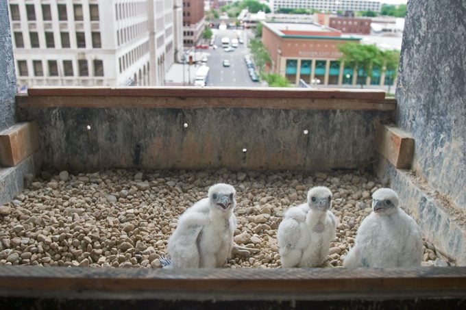 Peregrine Falcon Chicks In Nest On A Detroit High Rise Building