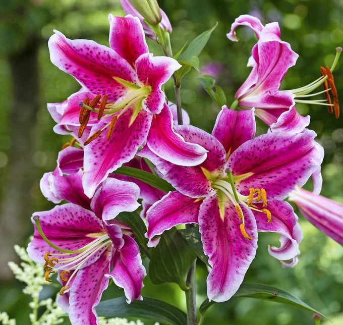 White Edged Pink Flowers Of The Oriental Lily, Lilium 'stargazer'