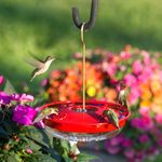 Expert Picks for the Best Hummingbird Feeders