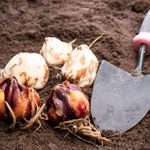 The Best Time and Place to Plant Lily Bulbs