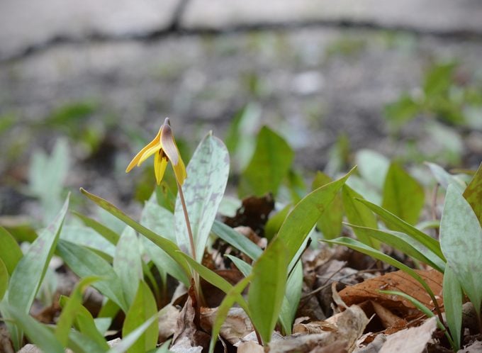 Closeup photo of a trout lily (Erythronium americanum) growing in the woodland.