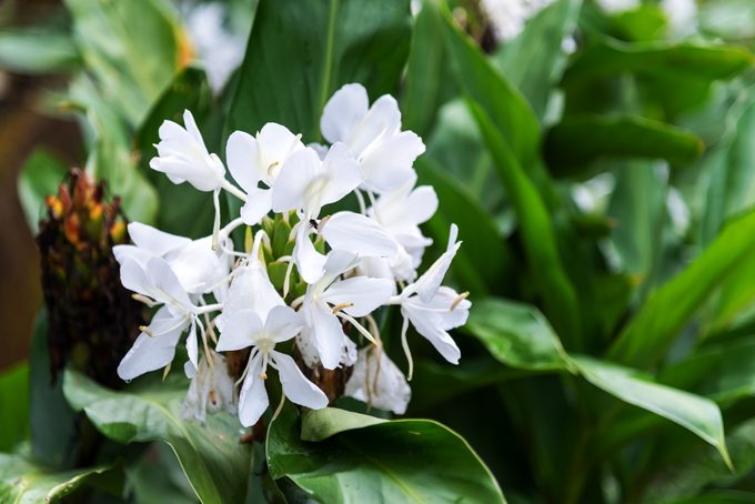 Hedychium coronarium - White Gingerlily Flower