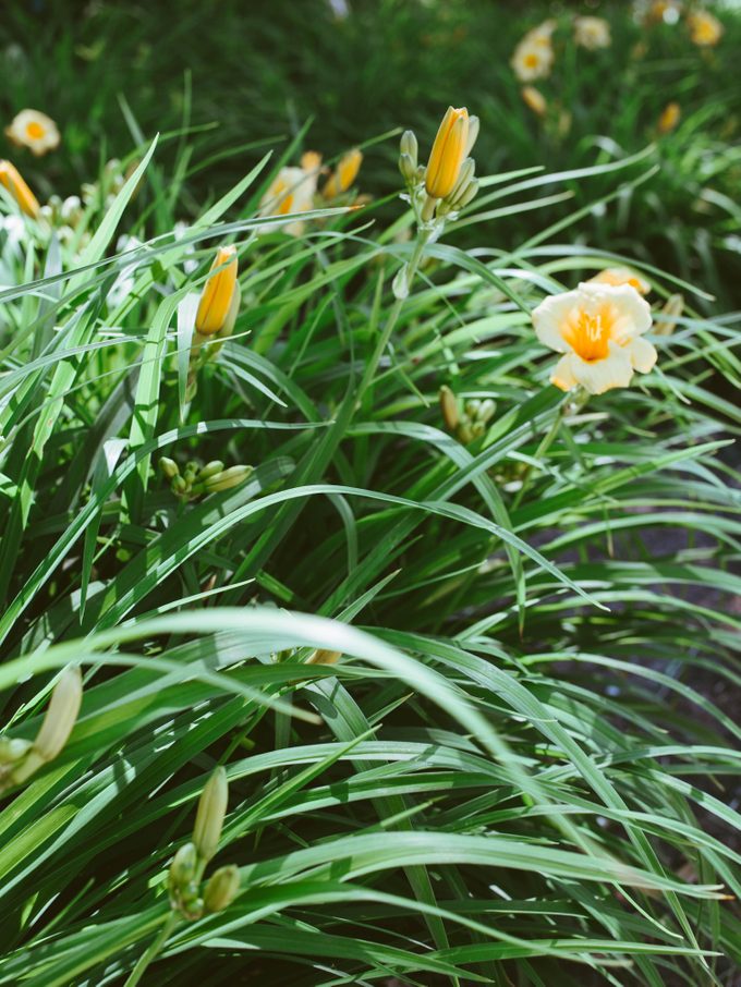 'Stella de Oro' Daylilies in Bloom