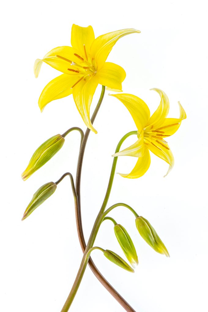 pagoda trout lily