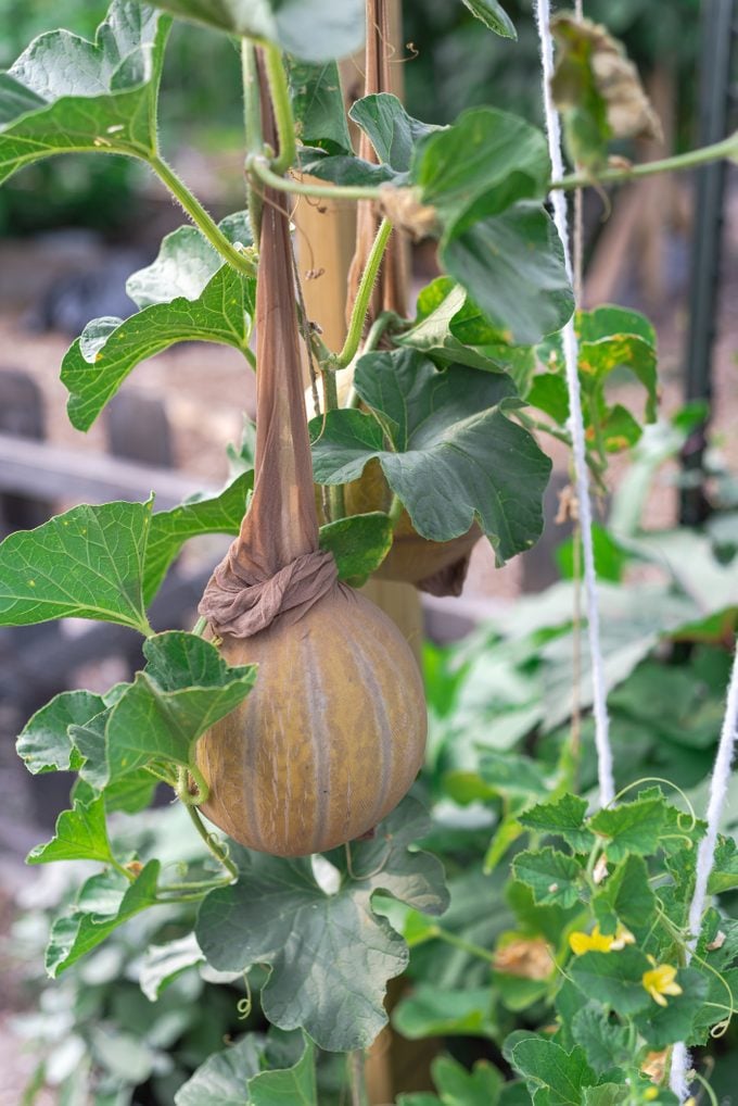 gardening bargains, Melons in a sling pantyhose trellising at organic garden near Dallas, Texas, America