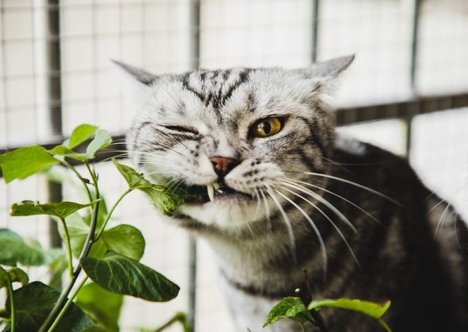 American shorthair cat biting houseplant