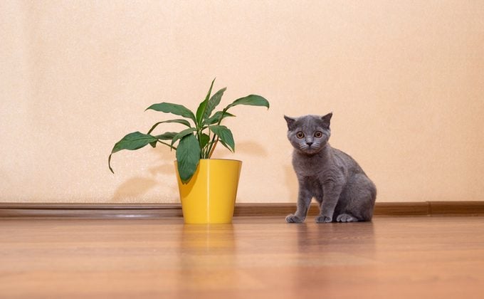 Gray cat sits on the floor next to house flower Spathiphyllum in yellow pot. Selective focus. Image for veterinary clinics, sites about animals.