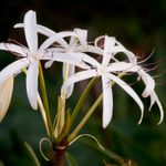 Crinum Lily Care and Growing Tips