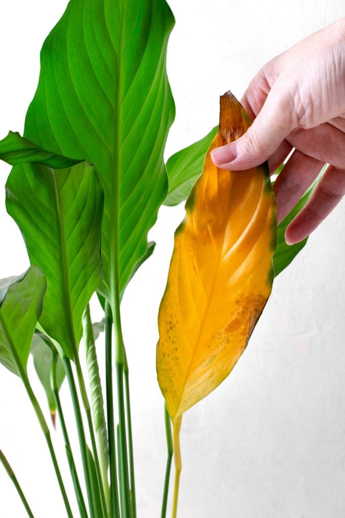 Spathiphyllum plant with a yellow leaf. Improper care for houseplant