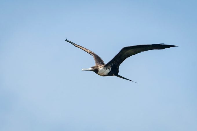 Magnificent Frigatebird flying against a blue sky