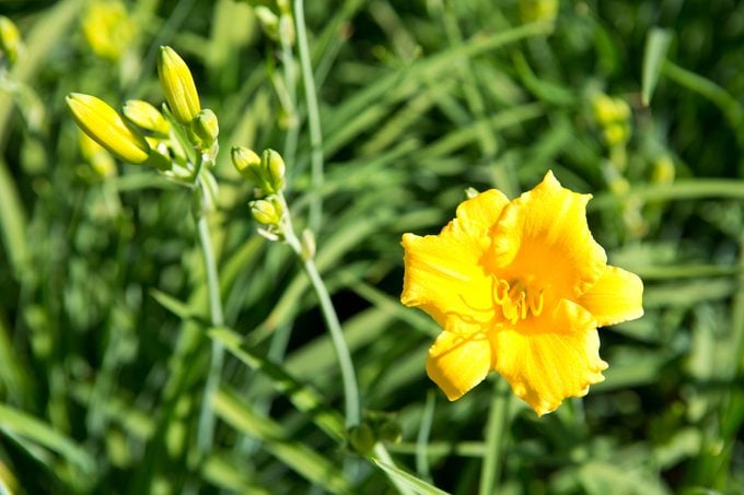 Stella d'oro daylily yellow flower