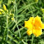 Stella D’Oro Daylily Is a Resilient Garden Star