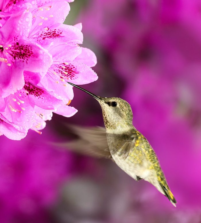 Female Anna’s hummingbird at rhododendron