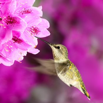 Female Anna’s hummingbird at rhododendron
