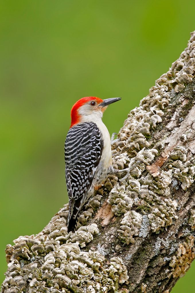why do woodpeckers peck and how to get rid of them