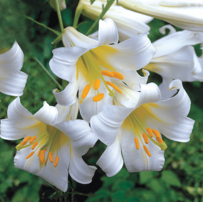 regale trumpet lily