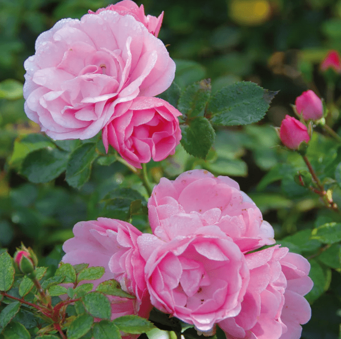 bonica best roses