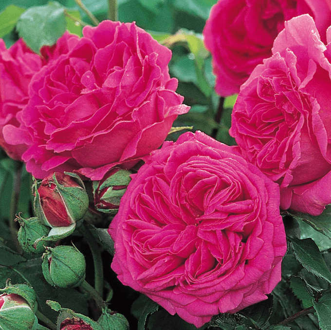 best roses