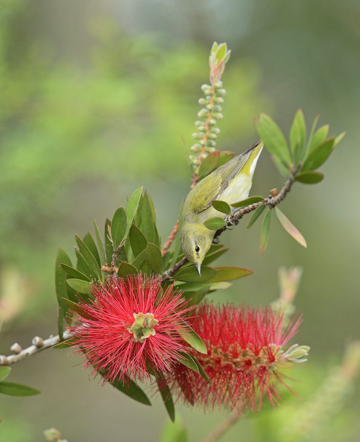 Grow a Crimson Bottlebrush Shrub for Pollinators - Birds and Blooms