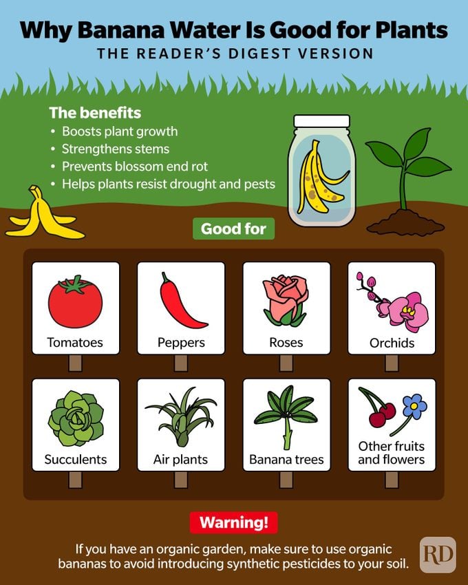 Why Banana Water Is Good For Plants Infographic Gettyimages13