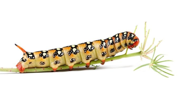 Caterpillar,of,spurge,hawk,moth,(hyles,euphorbiae),isolated,on,white