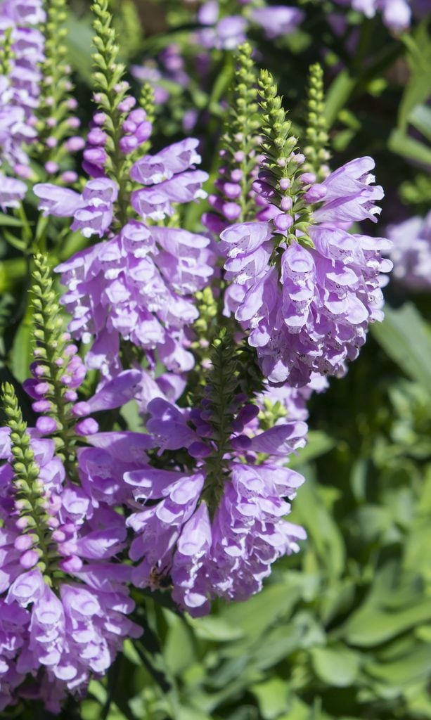 best fall flowers, obedient plant