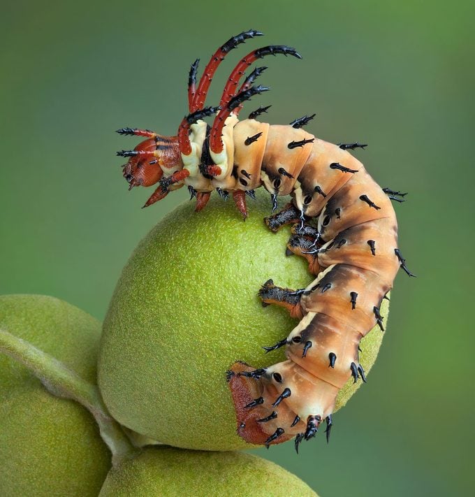 A,hickory,horned,devil,caterpillar,is,crawling,on,a,group