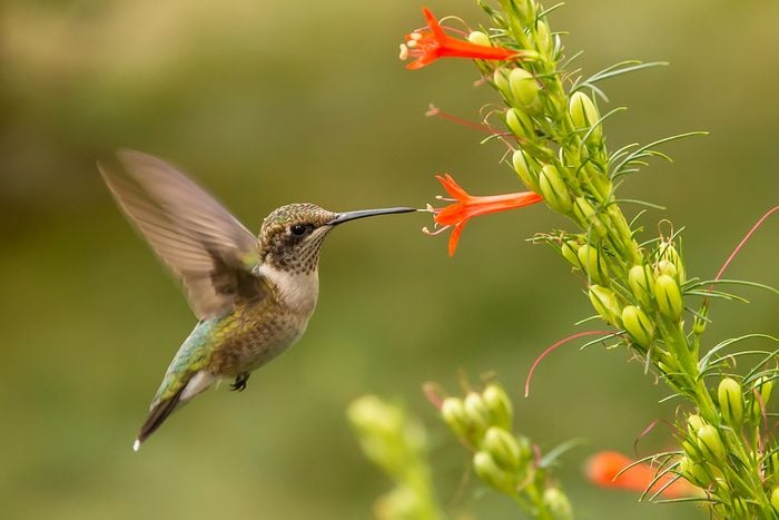 hummingbird wildflowers