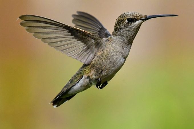 female black-chinned hummingbird