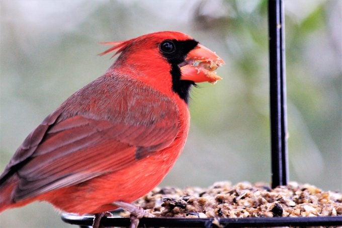 do cardinals eat suet