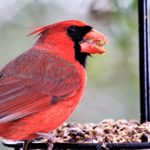 Do Cardinals Eat Suet From Bird Feeders?