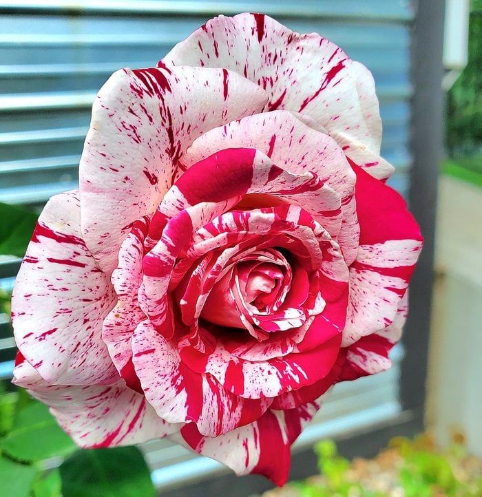 neil diamond hybrid tea rose