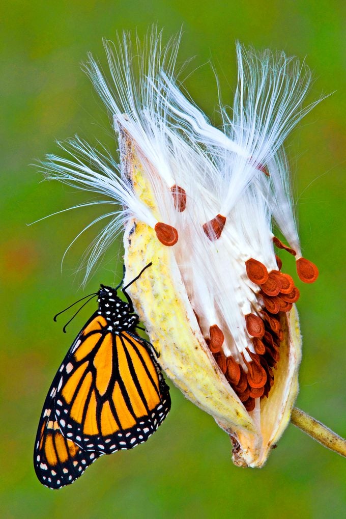 Monarch Butterfly Danaus Plexippus Resting On Seed Pod Of Common Milkweed Asclepias Syriaca Ready To Migrate E Usa