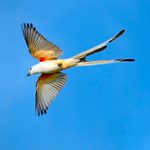 The Flycatcher Birds: Midair Masters