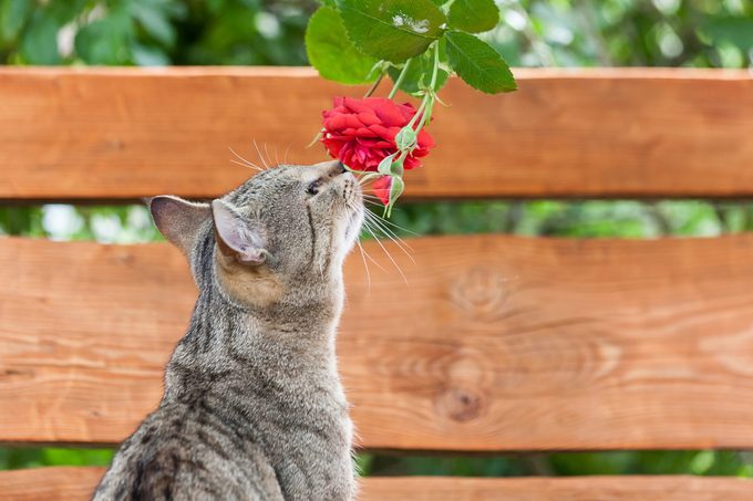 Adorable tabby brown cat sniffing to a red rose, close up
