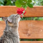 Are Roses Toxic to Cats and Dogs?