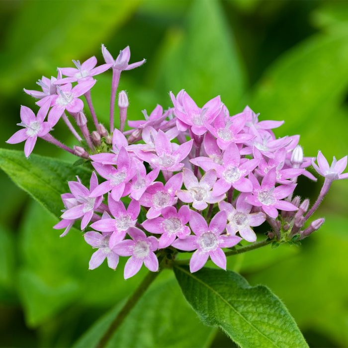 Gettyimages 1396878590 Egyptian Starcluster Bright Pink Flowers Clustered Above Green Leaves Dghayes