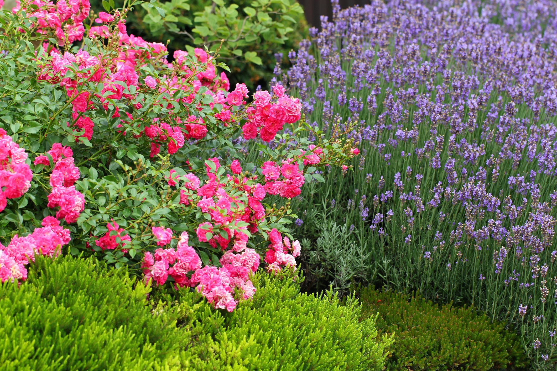 Best Lavender Companion Plants & Plants to Avoid