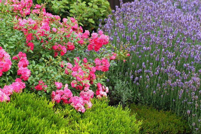 Roses and Lavender, rose companion plants