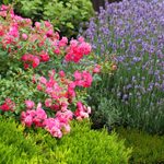 The Top 10 Best Companion Plants for Roses