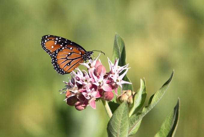 Queen Butterfly on Milkweed